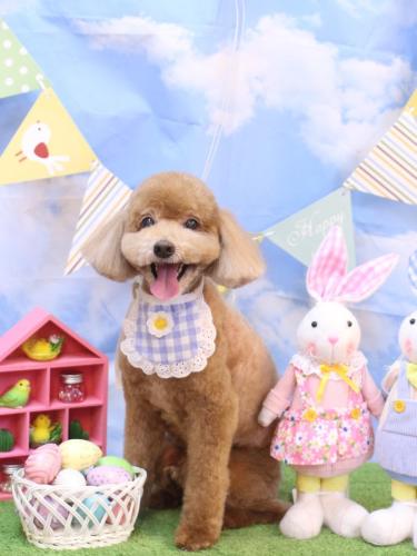 20240324バディくん